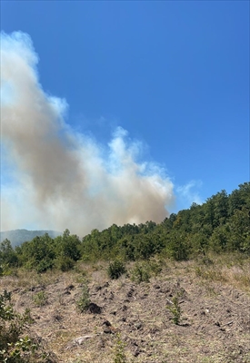Sakarya'da ormanlık alanda çıkan yangına müdahale ediliyor