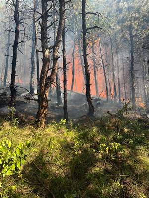 Sakarya'da ormanlık alanda çıkan yangına müdahale ediliyor