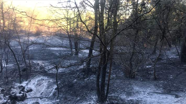 Sakarya'da ormanlık alanda çıkan yangın kontrol altına alındı