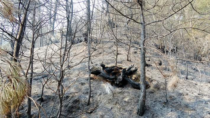 Karabük'teki yangının 5. gününde müdahale sürüyor