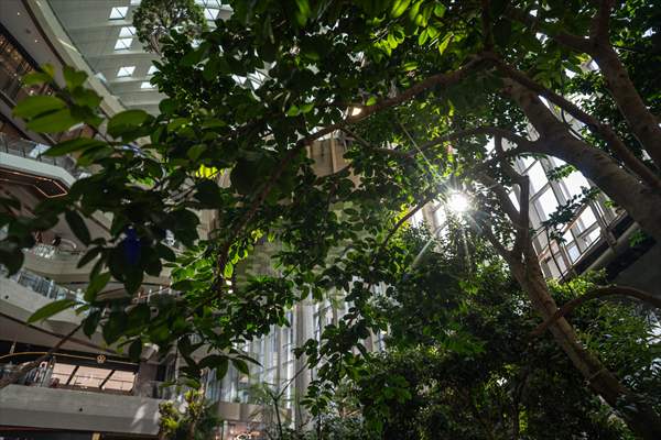 Forest-themed shopping mall in China