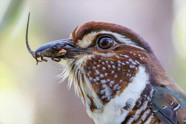 Short-legged ground roller hunts a Madagascar pimple-nose chameleon