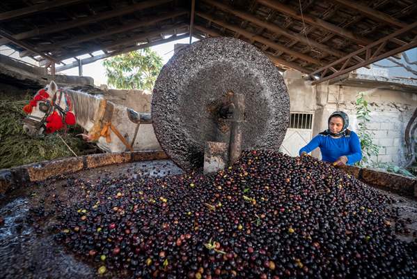 Hatay’da geleneksel “su seyti” yöntemiyle üretim devam ediyor