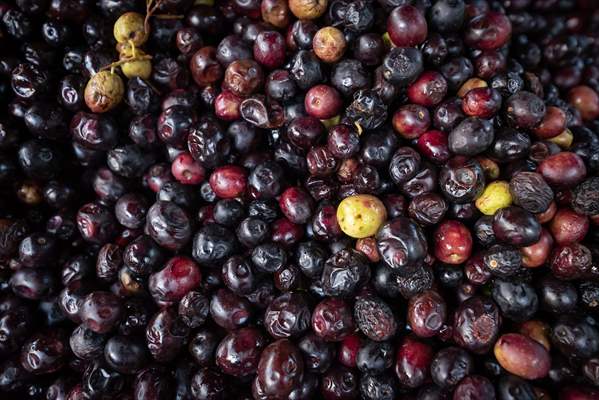 Hatay’da geleneksel “su seyti” yöntemiyle üretim devam ediyor