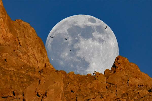 Wild goats spotted under full moon on Van’s mountain peaks