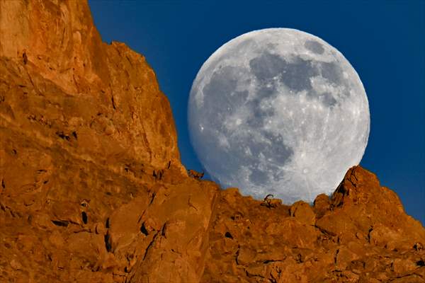 Wild goats spotted under full moon on Van’s mountain peaks