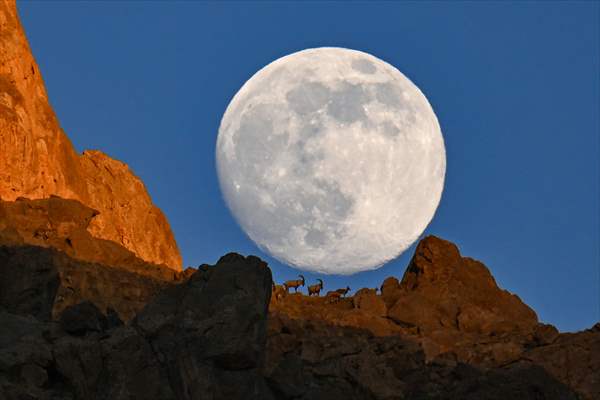 Wild goats spotted under full moon on Van’s mountain peaks