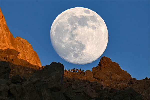 Wild goats spotted under full moon on Van’s mountain peaks