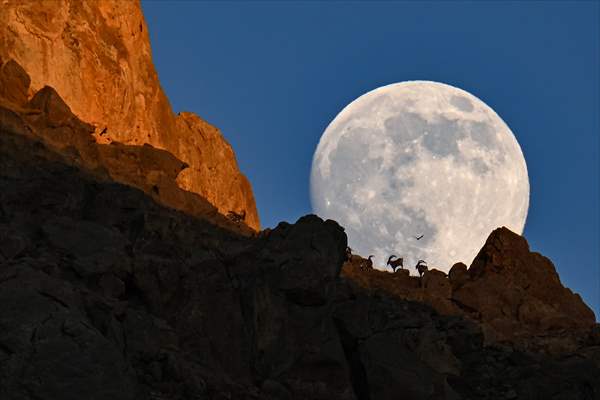 Wild goats spotted under full moon on Van’s mountain peaks