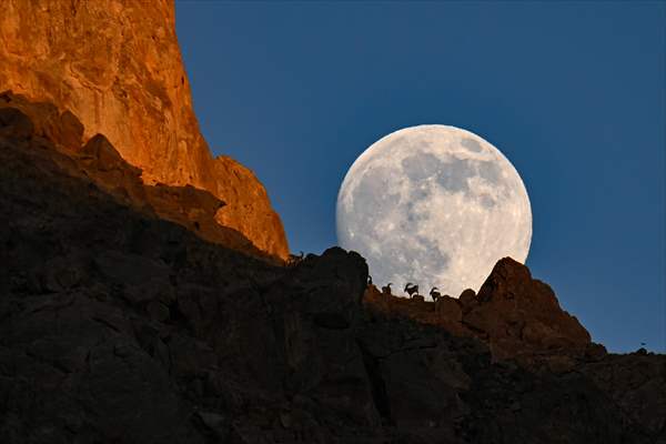 Wild goats spotted under full moon on Van’s mountain peaks