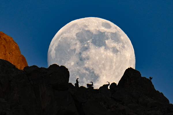 Wild goats spotted under full moon on Van’s mountain peaks