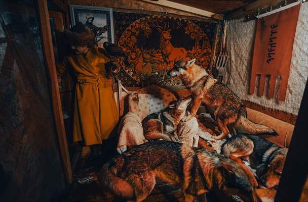 Sivas'ın bozkırında hayatını adadığı kurt köpekleri ve yırtıcı kuşlarıyla yaşıyor