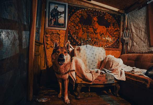 Sivas'ın bozkırında hayatını adadığı kurt köpekleri ve yırtıcı kuşlarıyla yaşıyor