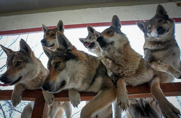 Sivas'ın bozkırında hayatını adadığı kurt köpekleri ve yırtıcı kuşlarıyla yaşıyor