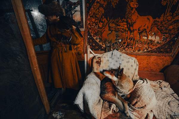 Sivas'ın bozkırında hayatını adadığı kurt köpekleri ve yırtıcı kuşlarıyla yaşıyor