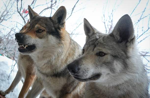 Sivas'ın bozkırında hayatını adadığı kurt köpekleri ve yırtıcı kuşlarıyla yaşıyor