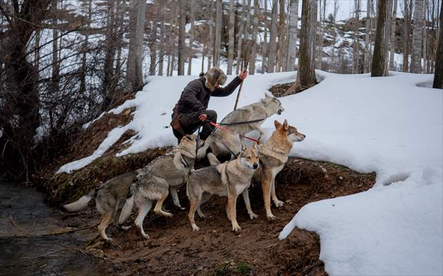 Sivas'ın bozkırında hayatını adadığı kurt köpekleri ve yırtıcı kuşlarıyla yaşıyor