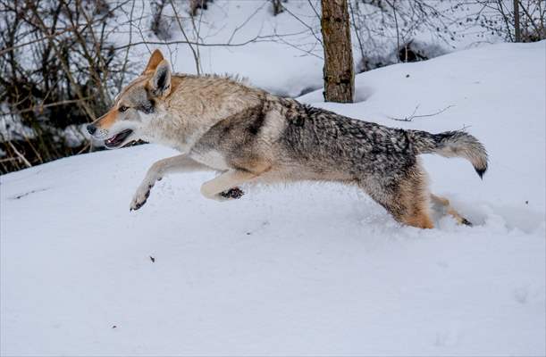 Sivas'ın bozkırında hayatını adadığı kurt köpekleri ve yırtıcı kuşlarıyla yaşıyor
