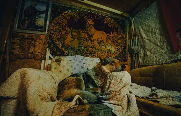 Sivas'ın bozkırında hayatını adadığı kurt köpekleri ve yırtıcı kuşlarıyla yaşıyor