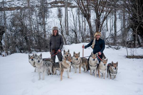 Sivas'ın bozkırında hayatını adadığı kurt köpekleri ve yırtıcı kuşlarıyla yaşıyor