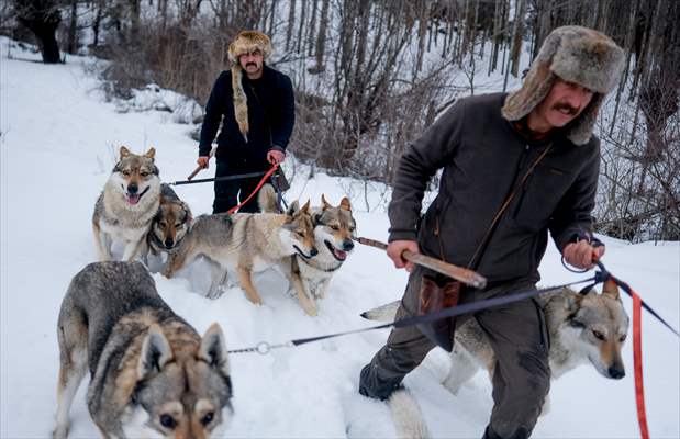 Sivas'ın bozkırında hayatını adadığı kurt köpekleri ve yırtıcı kuşlarıyla yaşıyor
