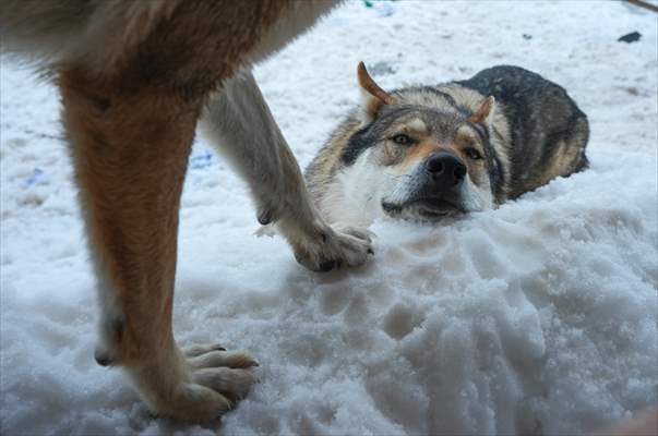 Sivas'ın bozkırında hayatını adadığı kurt köpekleri ve yırtıcı kuşlarıyla yaşıyor