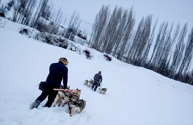 Sivas'ın bozkırında hayatını adadığı kurt köpekleri ve yırtıcı kuşlarıyla yaşıyor