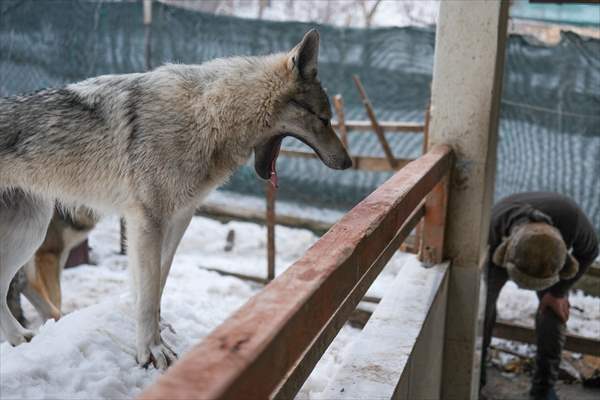 Sivas'ın bozkırında hayatını adadığı kurt köpekleri ve yırtıcı kuşlarıyla yaşıyor