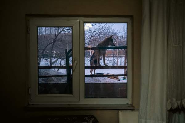 Sivas'ın bozkırında hayatını adadığı kurt köpekleri ve yırtıcı kuşlarıyla yaşıyor