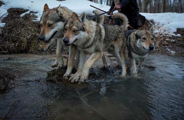 Sivas'ın bozkırında hayatını adadığı kurt köpekleri ve yırtıcı kuşlarıyla yaşıyor