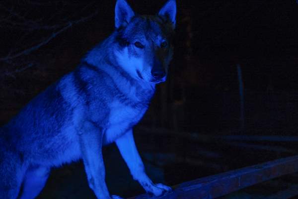 Sivas'ın bozkırında hayatını adadığı kurt köpekleri ve yırtıcı kuşlarıyla yaşıyor