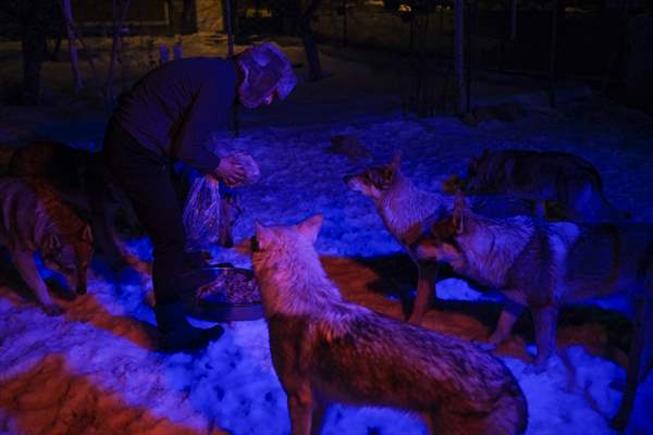 Sivas'ın bozkırında hayatını adadığı kurt köpekleri ve yırtıcı kuşlarıyla yaşıyor