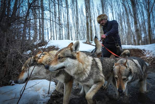 Sivas'ın bozkırında hayatını adadığı kurt köpekleri ve yırtıcı kuşlarıyla yaşıyor