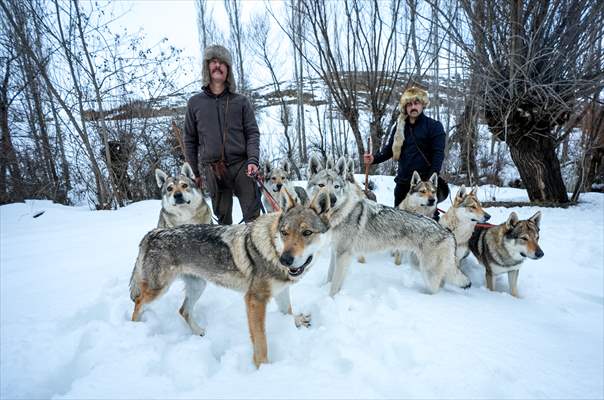 Sivas'ın bozkırında hayatını adadığı kurt köpekleri ve yırtıcı kuşlarıyla yaşıyor