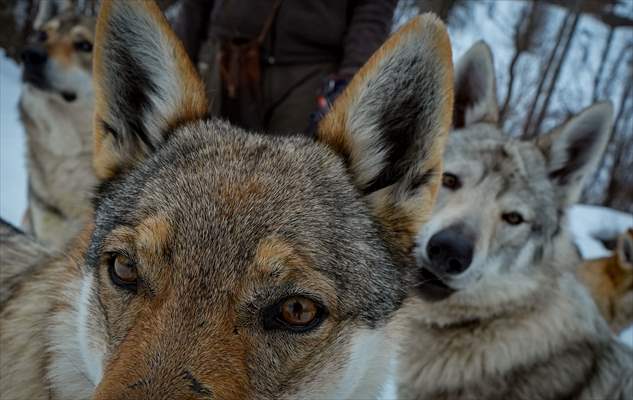 Sivas'ın bozkırında hayatını adadığı kurt köpekleri ve yırtıcı kuşlarıyla yaşıyor