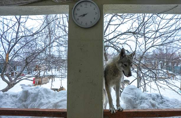 Sivas'ın bozkırında hayatını adadığı kurt köpekleri ve yırtıcı kuşlarıyla yaşıyor