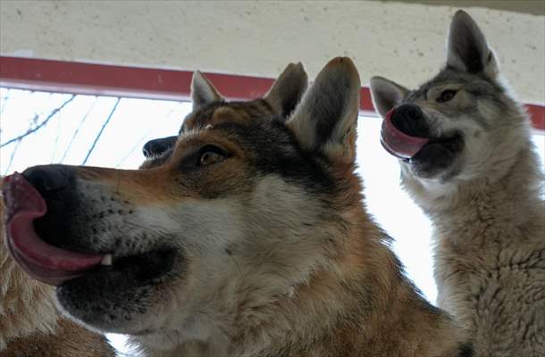 Sivas'ın bozkırında hayatını adadığı kurt köpekleri ve yırtıcı kuşlarıyla yaşıyor