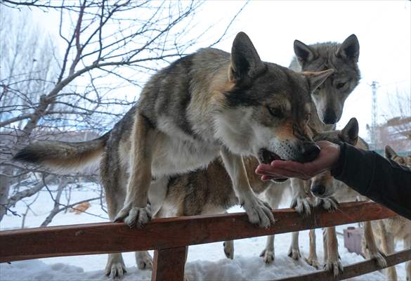 Sivas'ın bozkırında hayatını adadığı kurt köpekleri ve yırtıcı kuşlarıyla yaşıyor