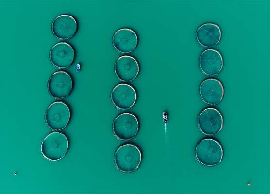 Kahramanmaraş’ta barajlarda üretilen somon ve alabalık ihraç ediliyor