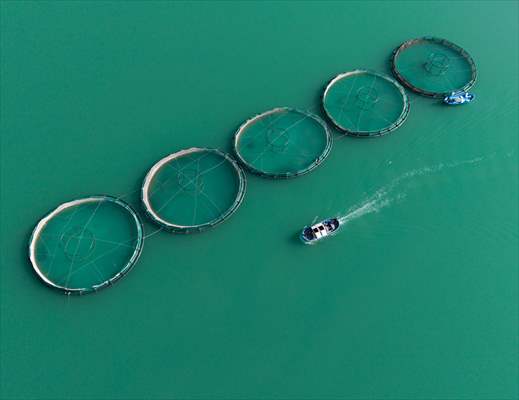 Kahramanmaraş’ta barajlarda üretilen somon ve alabalık ihraç ediliyor