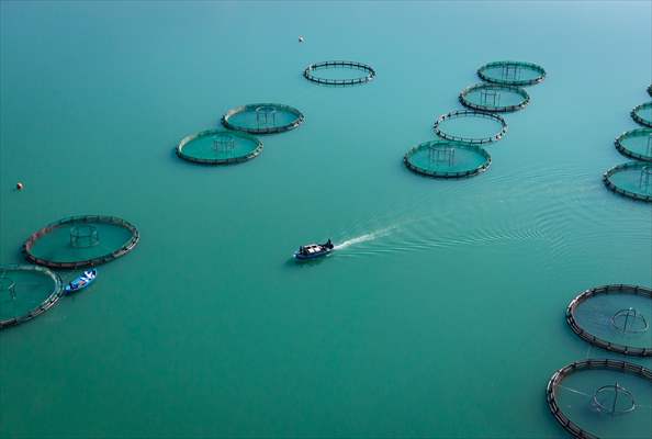 Kahramanmaraş’ta barajlarda üretilen somon ve alabalık ihraç ediliyor
