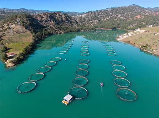 Kahramanmaraş’ta barajlarda üretilen somon ve alabalık ihraç ediliyor