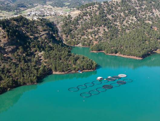 Kahramanmaraş’ta barajlarda üretilen somon ve alabalık ihraç ediliyor