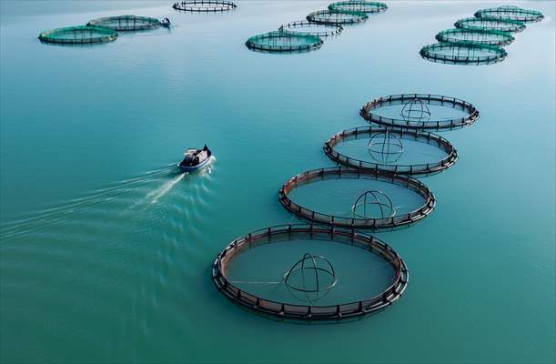 Kahramanmaraş’ta barajlarda üretilen somon ve alabalık ihraç ediliyor