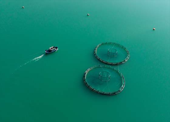 Kahramanmaraş’ta barajlarda üretilen somon ve alabalık ihraç ediliyor