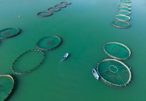 Kahramanmaraş’ta barajlarda üretilen somon ve alabalık ihraç ediliyor