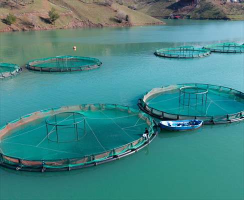 Kahramanmaraş’ta barajlarda üretilen somon ve alabalık ihraç ediliyor