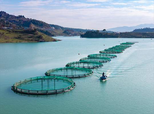 Kahramanmaraş’ta barajlarda üretilen somon ve alabalık ihraç ediliyor