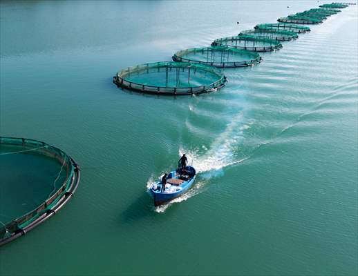 Kahramanmaraş’ta barajlarda üretilen somon ve alabalık ihraç ediliyor