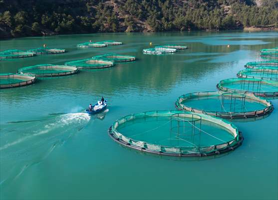 Kahramanmaraş’ta barajlarda üretilen somon ve alabalık ihraç ediliyor